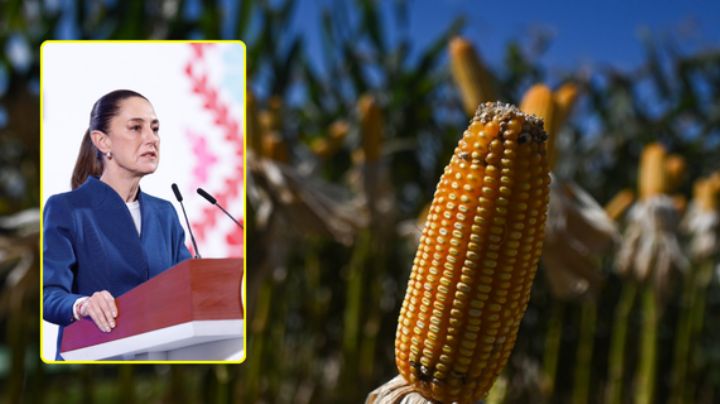 Claudia Sheinbaum advierte que revertirá falló contra México por maíz transgénico
