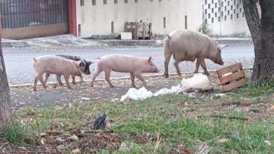 Familia de cerditos.