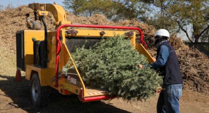 San Nicolás recibirá pinos navideños luego de fiestas decembrinas: ¿Dónde dejarlos?