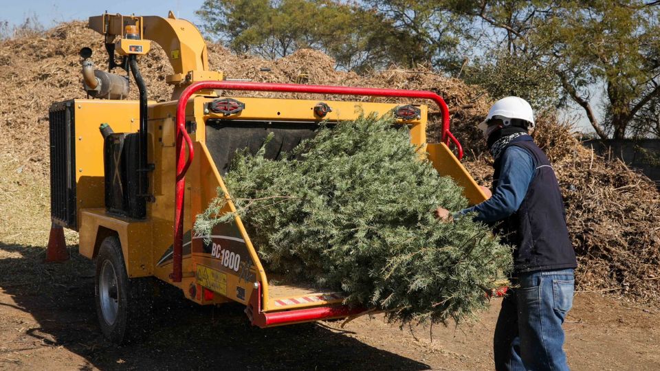 Pino navideño recuperado por San Nicolás