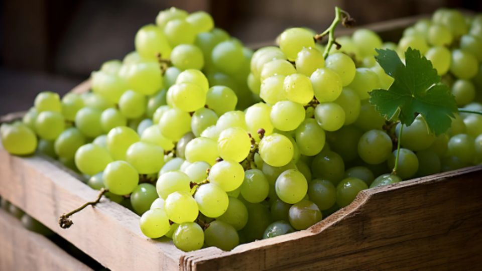 En los últimos días se ha disparado el precio de las uvas en Monterrey, de cara al brindis de Año Nuevo.