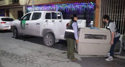 Rescatan a 4 caninos abandonados en una casa de Guadalupe