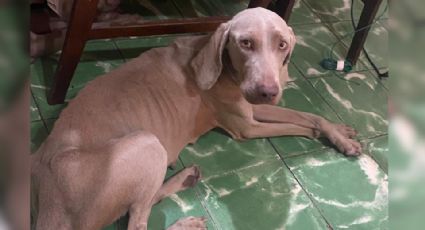 Rescatan a 4 perros en situación de abandono en Guadalupe