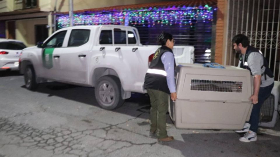 Inicialmente los canes fueron reportados en un domicilio en Pesquería, pero la vivienda estaba vacía, y luego las autoridades localizaron a los perros en un domicilio de la colonia Azteca, de Guadalupe.
