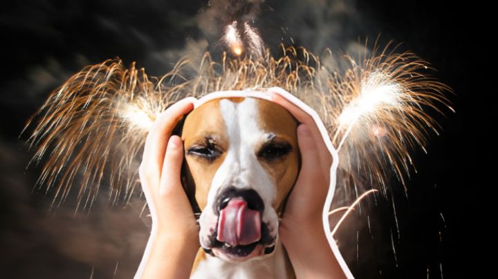 Cómo proteger a tu mascota de la pirotecnia: Consejos de una experta