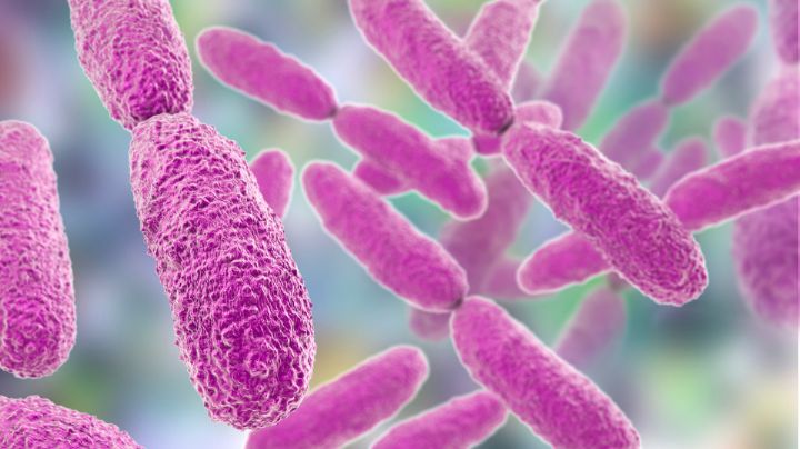 México emite alerta por brote de Klebsiella oxytoca: ¿Qué es?