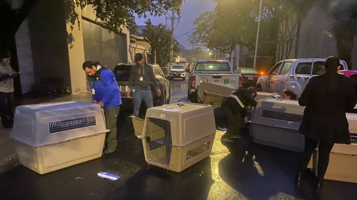 Medio Ambiente rescata 23 perros en condiciones de maltrato en San Pedro