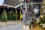¿Ya tienes el tuyo? Estos son los costos de los pinos navideños naturales y artificiales en Mty