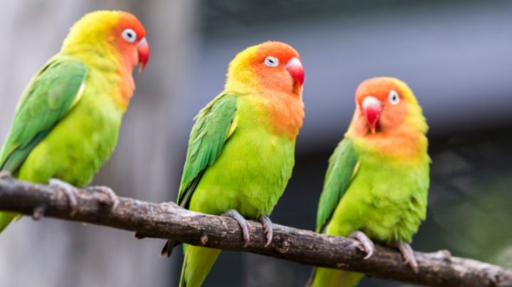 ¿Tienes aves en tu casa? Así puedes evitar que sufran por el frío