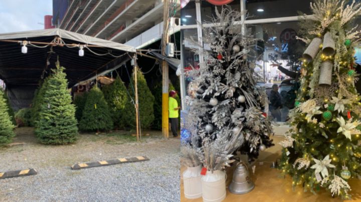 ¿Ya tienes el tuyo? Estos son los costos de los pinos navideños naturales y artificiales en Mty