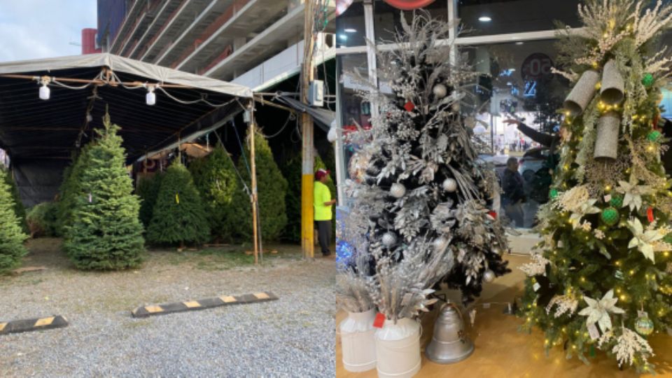 Pinos de Navidad.