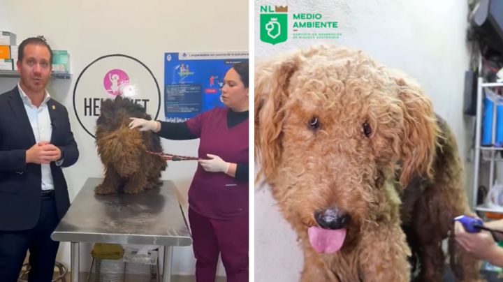Perritos terrier rescatados en San Pedro serían puestos en adopción
