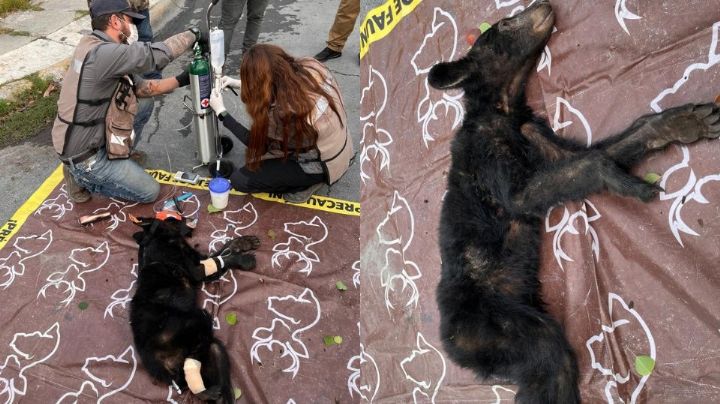 Rescatan oso negro de 11 meses con síntomas de malnutrición en San Pedro