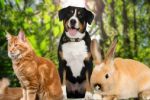 Día internacional de los derechos de los animales: ¿Cuáles son y cómo se aplican?