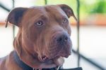 Muere criador de perros atacado por sus pitbulls en California
