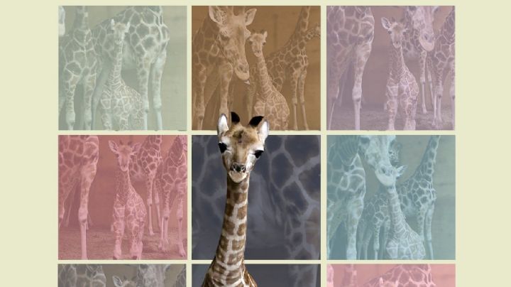 Bioparque Estrella Monterrey anuncia que su jirafa bebé se llama 'Taylor'