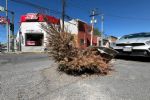 ‘Reciclan’ pinos navideños como tapadores de registros en Monterrey
