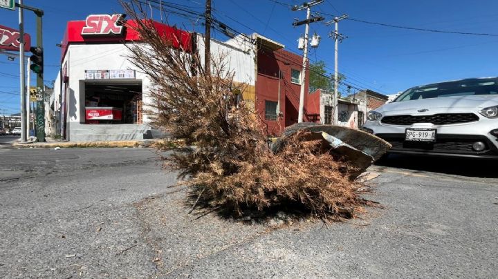 ‘Reciclan’ pinos navideños como tapadores de registros en Monterrey