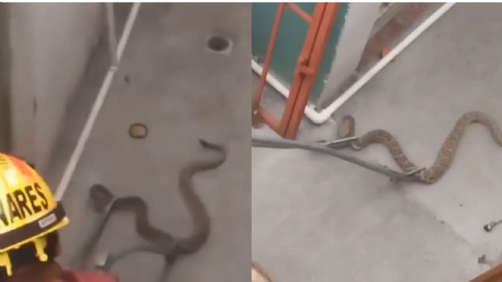 Encuentran víbora de cascabel en el patio de una vivienda de Escobedo