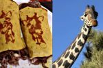 'Benitaco', crean tacos con la imagen de la Jirafa Benito