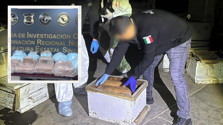 Hallan fentanilo y cocaína en paneles de abejas en Sinaloa