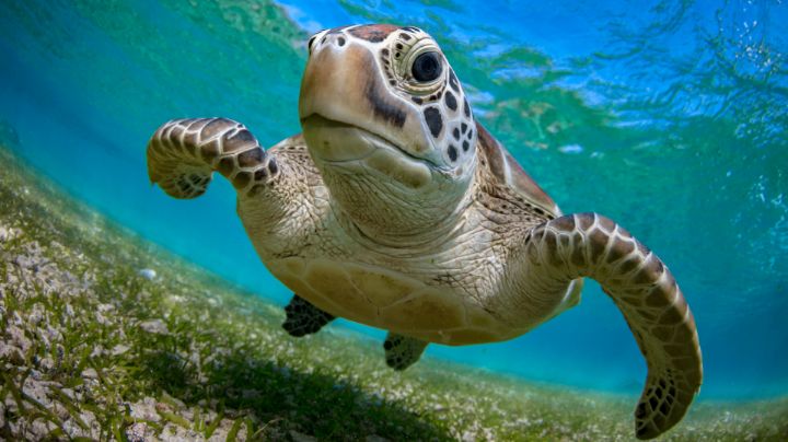 Mueren ocho niños tras comer carne de tortuga en Tanzania