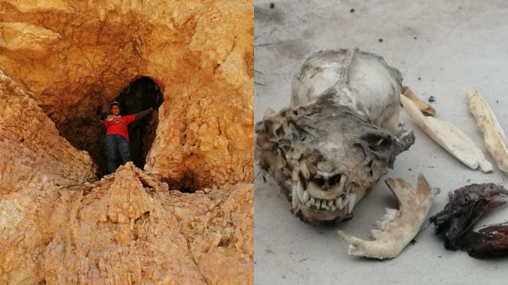 ¿Un nahual? Hallan cráneo humanoide con colmillos en cueva de Coahuila