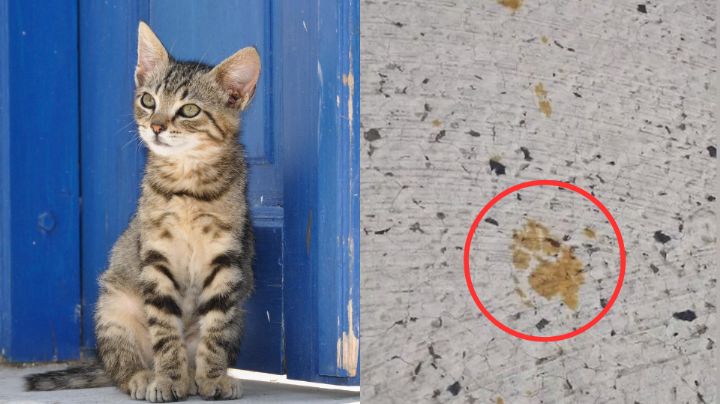 Gato cae a tina con material tóxico y causa pánico en Japón