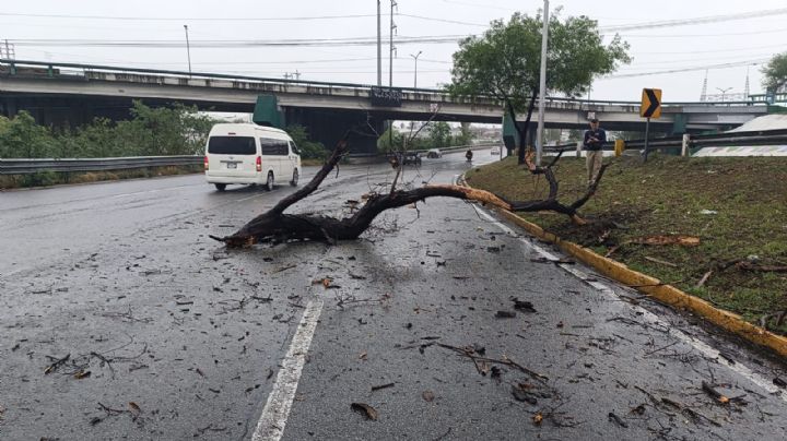 Tronco causa accidentes en avenida Morones Prieto, en Guadalupe