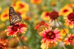 ¡Ya se va el frío! Entérate cuándo inicia la primavera en México