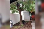 Avistan 4 osos en colonia Lomas del Hípico, Monterrey