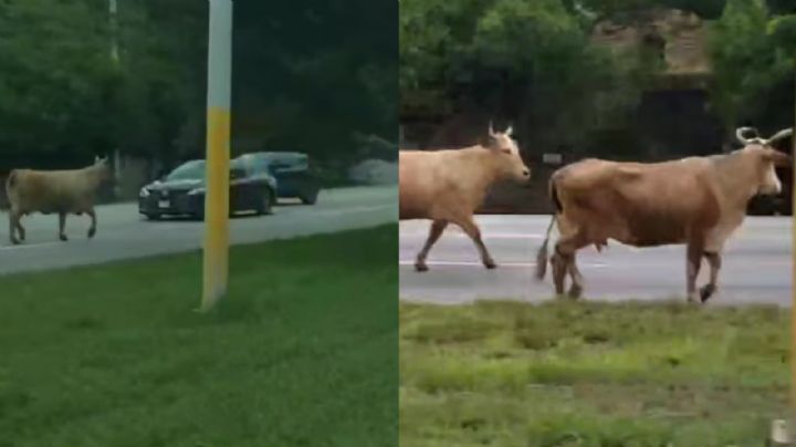 Vacas 'locas' sorprenden a conductores en Carretera Nacional