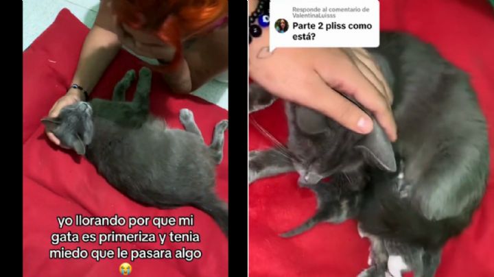 ‘Es que es primeriza’: Joven llora mientras su gatita da a luz