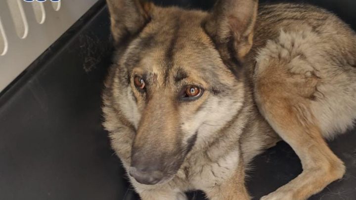 Animal capturado en CDMX resultó ser un perro y no un lobo
