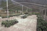 Abre la UANL jardín etnobiológico en Marín