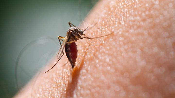 Coahuila detecta caso de malaria en migrante embarazada