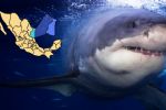 ¿Hay un tiburón blanco en aguas de Tamaulipas? Esto se sabe