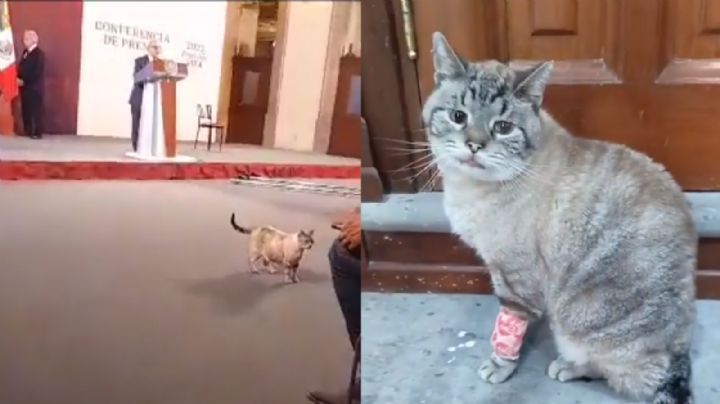 Muere Zeus, uno de los gatitos que vivía y era cuidado en Palacio Nacional