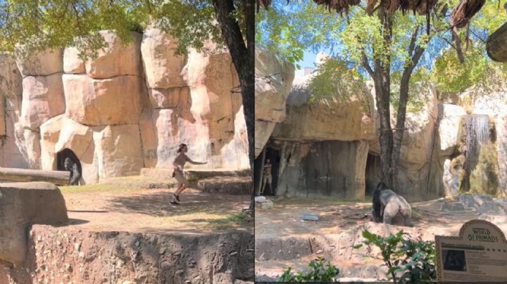 Cuidadoras se quedan atrapadas junto a gorila en zoológico de Texas
