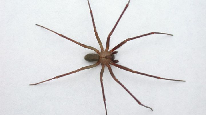 Araña violinista en México: ¿Cuándo comienza la temporada?