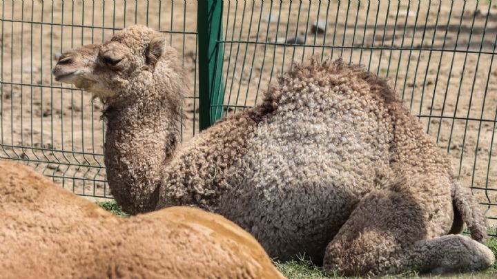 Zoológico La Pastora recibe a dromedario recién nacido, listo para ser visitado