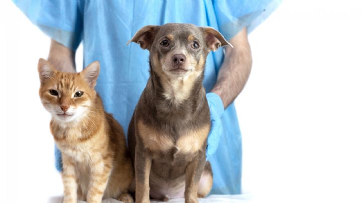 Héctor García propone crear Centro de Bienestar Animal