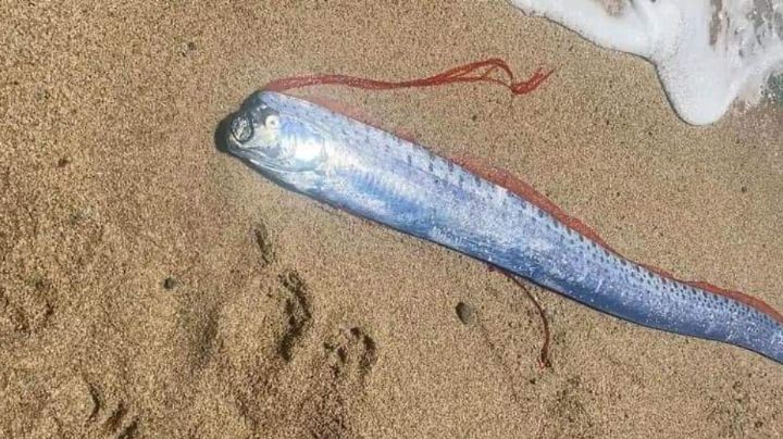 ¿Habrá sismo? Aparece pez remo en playas de Baja California Sur