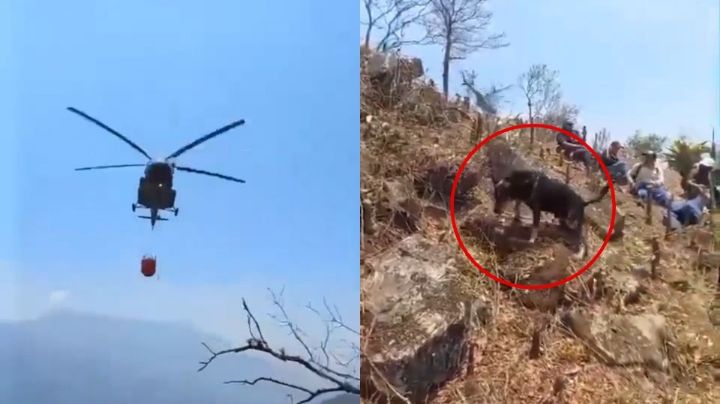 Video: Helicóptero 'baña' a perro mientras combatía incendios en Veracruz