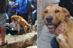Caso Camila: Rescatan a perritos abandonados en casa de feminicida