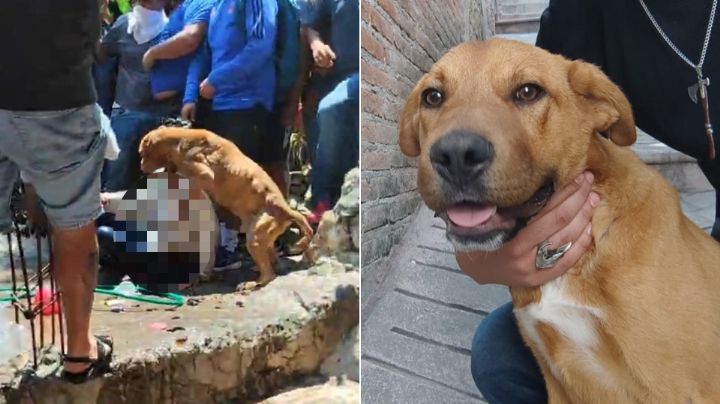 Caso Camila: Rescatan a perritos abandonados en casa de feminicida