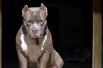 Muere bebé atacado por dos pitbulls en Italia