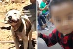 Pitbull mata a niño de 2 años en Jalisco; menor intentó acariciarlo