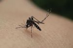 Habitantes de Monterrey reportan incremento de mosquitos 'jejenes'