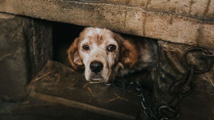Secuestran perros y piden rescates de hasta 18 mil pesos en Puebla